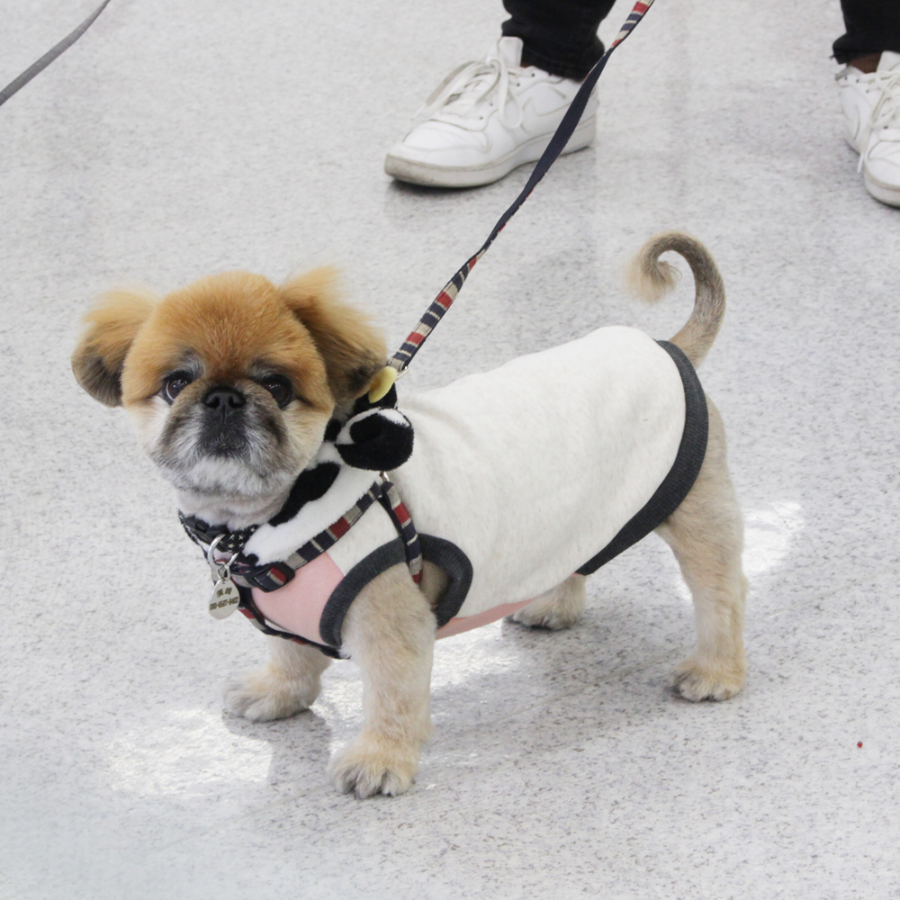 卒業犬のちゃちゃまるくんとスイミーちゃん☆